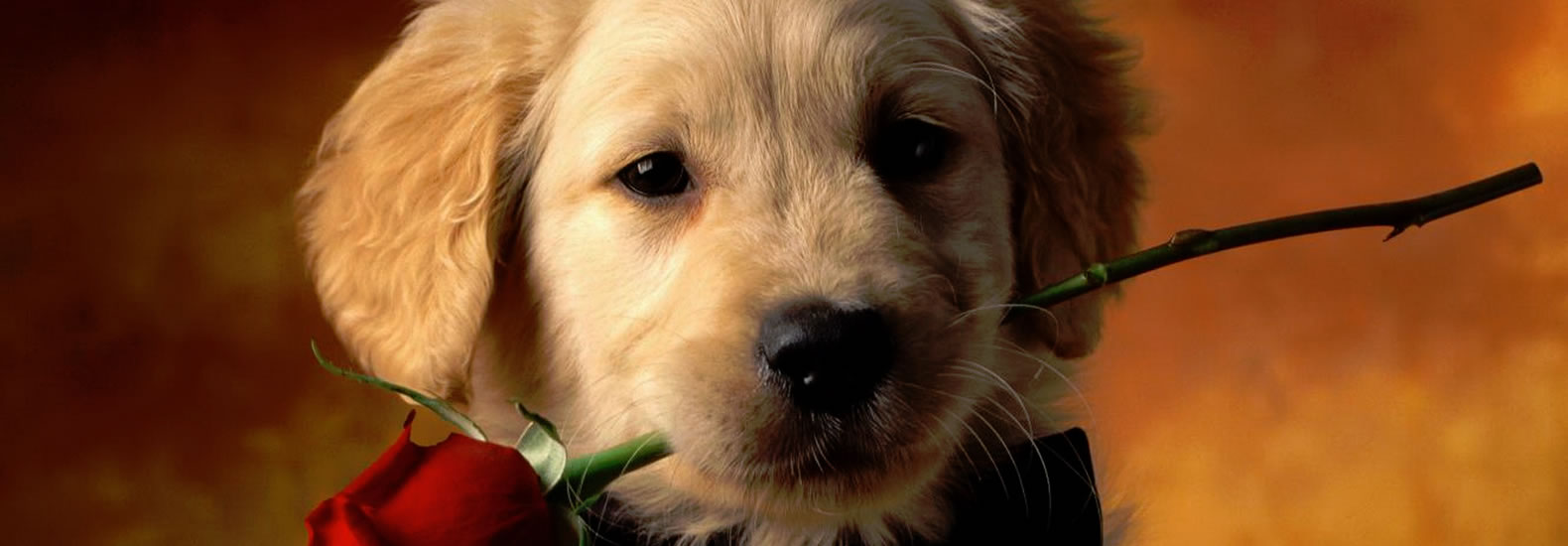 puppies for sale kennesaw