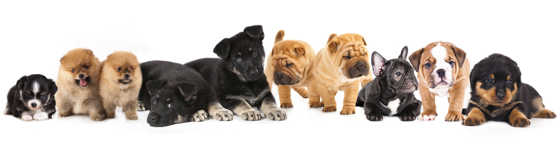 buy dogs in kennesaw ga