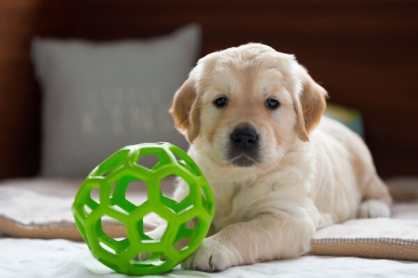 A Day in the Life of a Petland Puppy