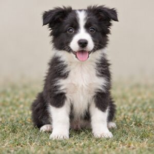 Border Collie puppies for sale