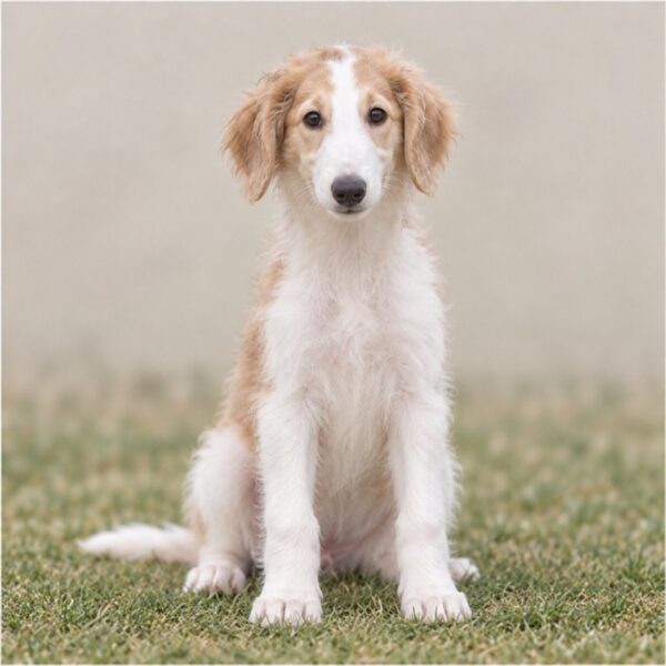 Borzoi