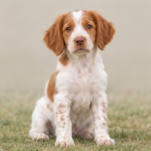 Brittany Spaniel