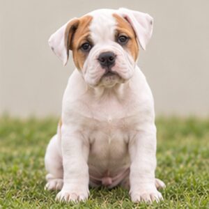 American Bulldog breed