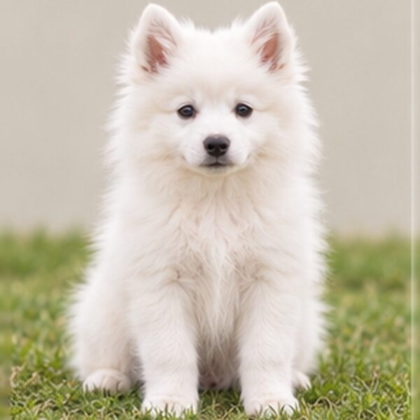 American eskimo puppies