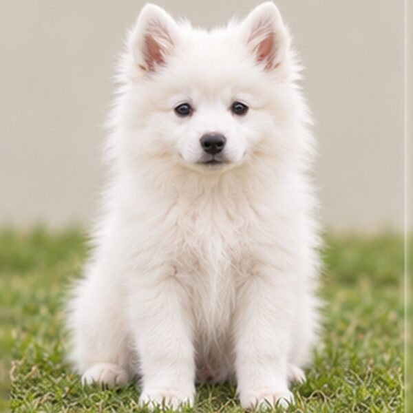 American eskimo puppies