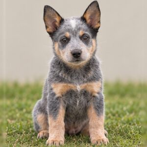Australian Cattle Dog breed