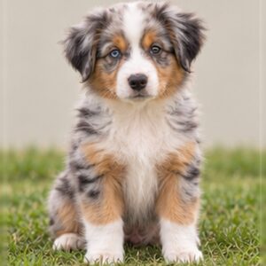 Australian Shepherd puppies breed