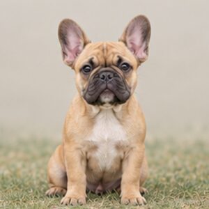 Image of French Bulldog Puppy
