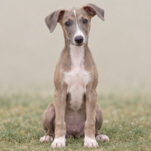 Greyhound