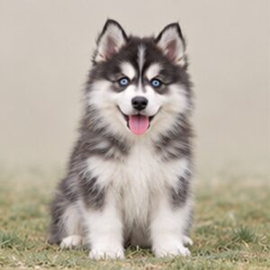 Pomsky