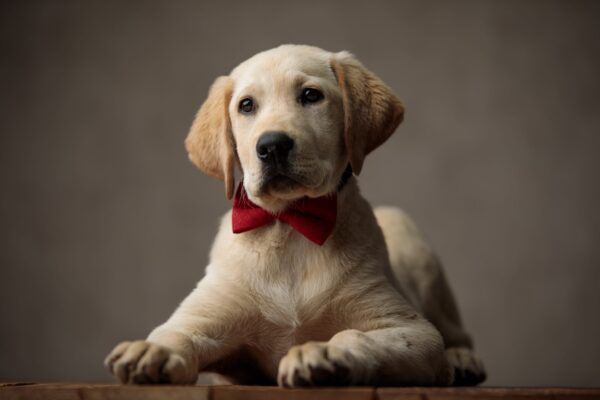 The Ultimate Golden Retriever Lovers Gift Guide