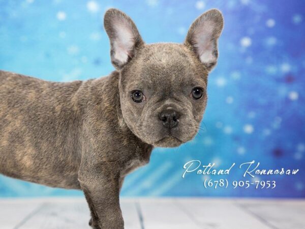 French Bulldog DOG Male Blue White Markings 21749 Petland Mall of Georgia