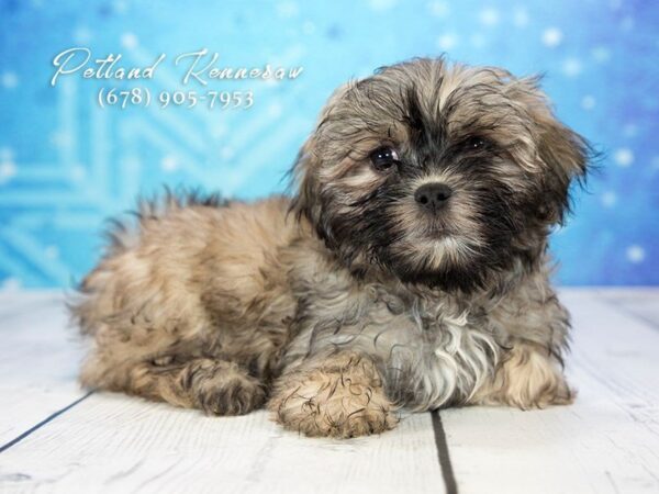 Malshih DOG Male Chocolate 21739 Petland Mall of Georgia