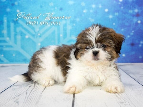 Shih Tzu DOG Male Sable / White 21731 Petland Mall of Georgia