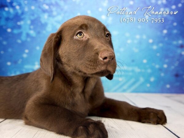 Labrador Retriever DOG Female Chocolate 21728 Petland Mall of Georgia