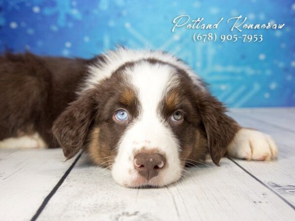 Australian Shepherd DOG Female Red 21726 Petland Mall of Georgia