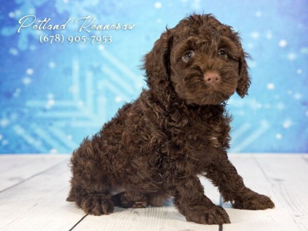 Cock A Poo DOG Female Chocolate 21721 Petland Mall of Georgia