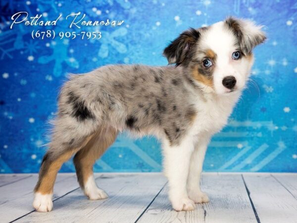 mini aussie DOG Male Blue Merle 21287 Petland Mall of Georgia