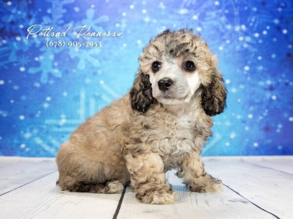 Poodle DOG Female Brown 21782 Petland Mall of Georgia