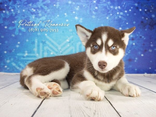 Siberian Husky DOG Female Red White 21781 Petland Mall of Georgia