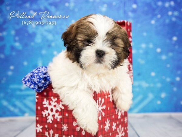 Shih Tzu DOG Female brown white 21779 Petland Mall of Georgia