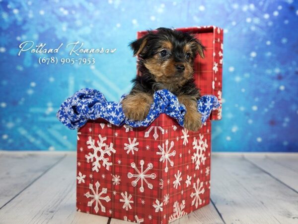 Yorkshire Terrier DOG Female Black Tan 21776 Petland Mall of Georgia