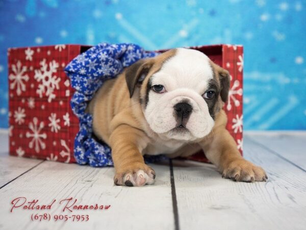 English Bulldog DOG Female Fawn White 21765 Petland Mall of Georgia