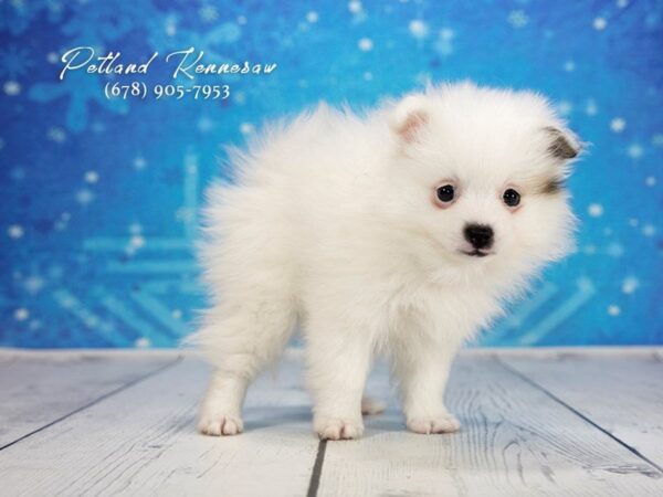 Pomeranian DOG Female Sable White 21763 Petland Mall of Georgia