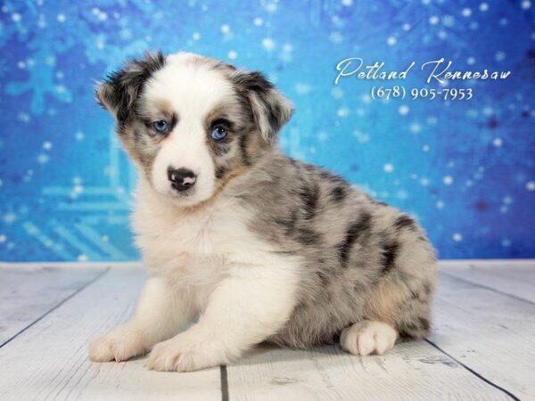 mini aussie-DOG-Female-Blue Merle-21758-Petland Mall of Georgia