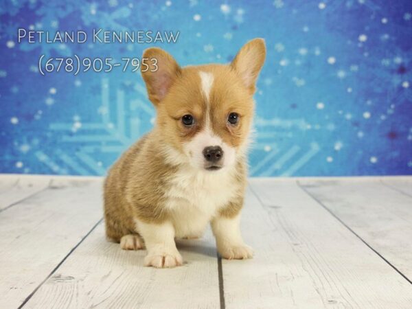 Pembroke Welsh Corgi DOG Male Tri-Colored 21848 Petland Mall of Georgia