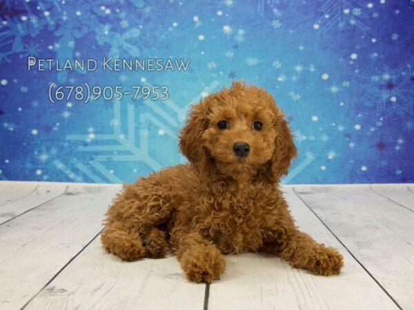 Cockapoo DOG Female chlt 21844 Petland Mall of Georgia