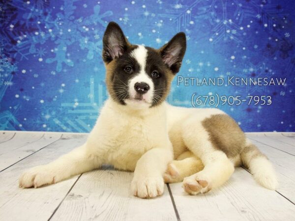 Akita-DOG-Male-Fawn-21840-Petland Mall of Georgia