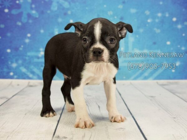 Boston Terrier DOG Male Black / White 21838 Petland Mall of Georgia