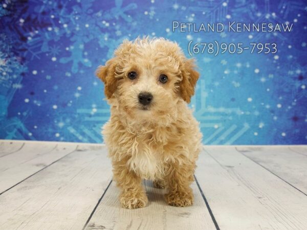 Maltipoo DOG Male Cream / White 21831 Petland Mall of Georgia