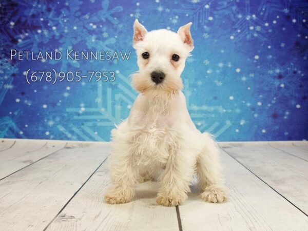 Miniature Schnauzer DOG Female White 21822 Petland Mall of Georgia