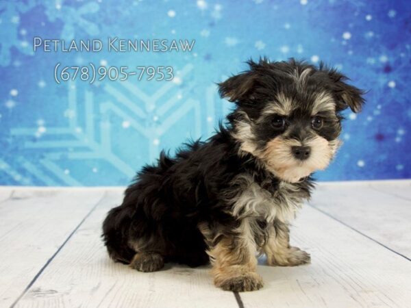 Morkie DOG Female Black Tan 21819 Petland Mall of Georgia