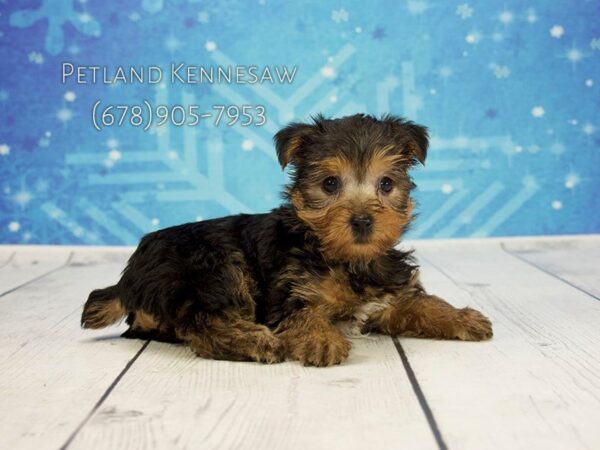 Yorkshire Terrier DOG Female Black Tan 21818 Petland Mall of Georgia