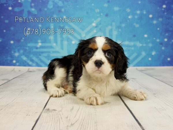 Cavalier King Charles Spaniel DOG Female Tri 21817 Petland Mall of Georgia