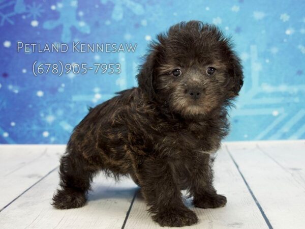 Shorkie-DOG-Female-Black-21785-Petland Mall of Georgia