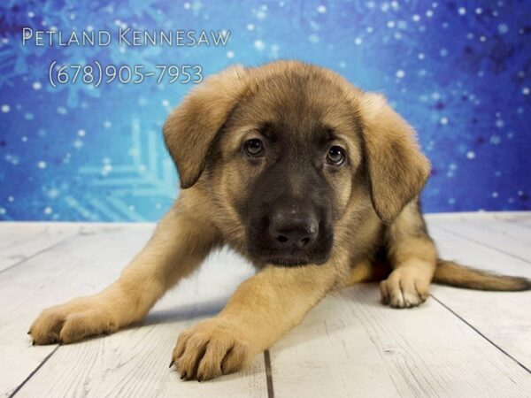 German Shepherd DOG Male Sable 21808 Petland Mall of Georgia