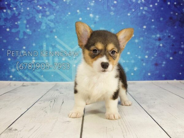 Pembroke Welsh Corgi DOG Female BLK & WH:TN MKGS 21794 Petland Mall of Georgia