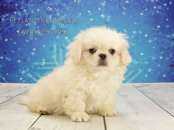 Pekingese DOG Male CR 21792 Petland Mall of Georgia