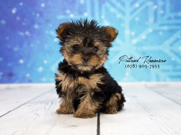 Yorkshire Terrier DOG Male Black / Tan 21886 Petland Mall of Georgia