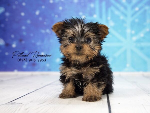 Yorkshire Terrier DOG Male Black / Tan 21885 Petland Mall of Georgia