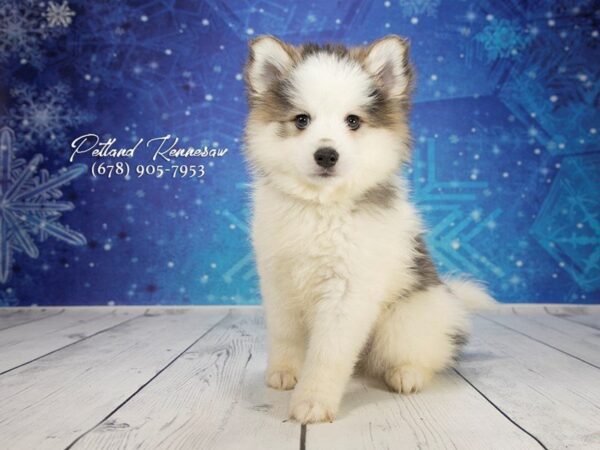 Pomsky DOG Male Sable / White 21881 Petland Mall of Georgia