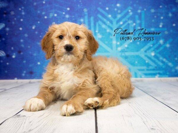 Miniature Goldendoodle DOG Female Red 21880 Petland Mall of Georgia