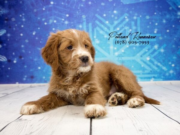 Miniature Goldendoodle DOG Male Red / White 21879 Petland Mall of Georgia