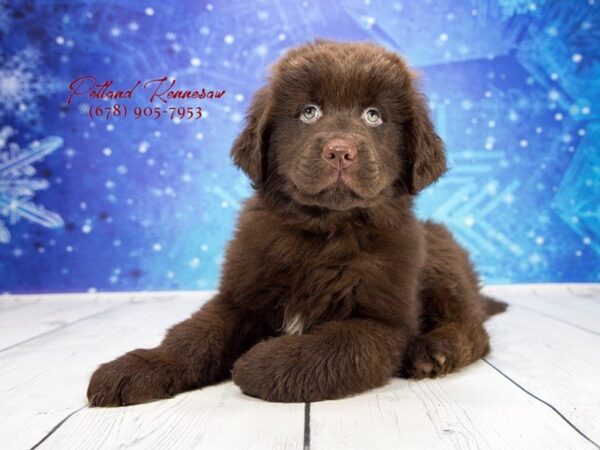 Newfoundland DOG Female Chocolate 21874 Petland Mall of Georgia