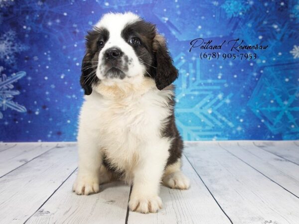 Saint Bernard-DOG-Female-Brown / White-21872-Petland Mall of Georgia