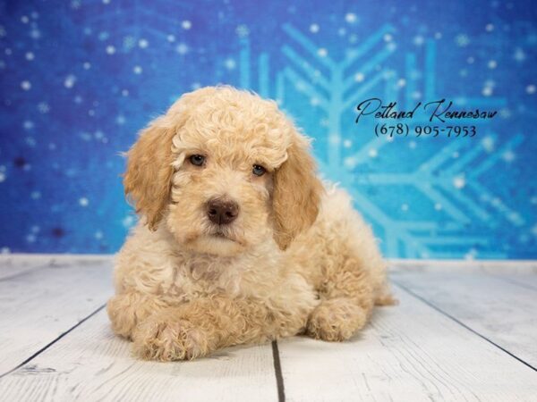 Standard Poodle-DOG-Female-Cream-21869-Petland Mall of Georgia